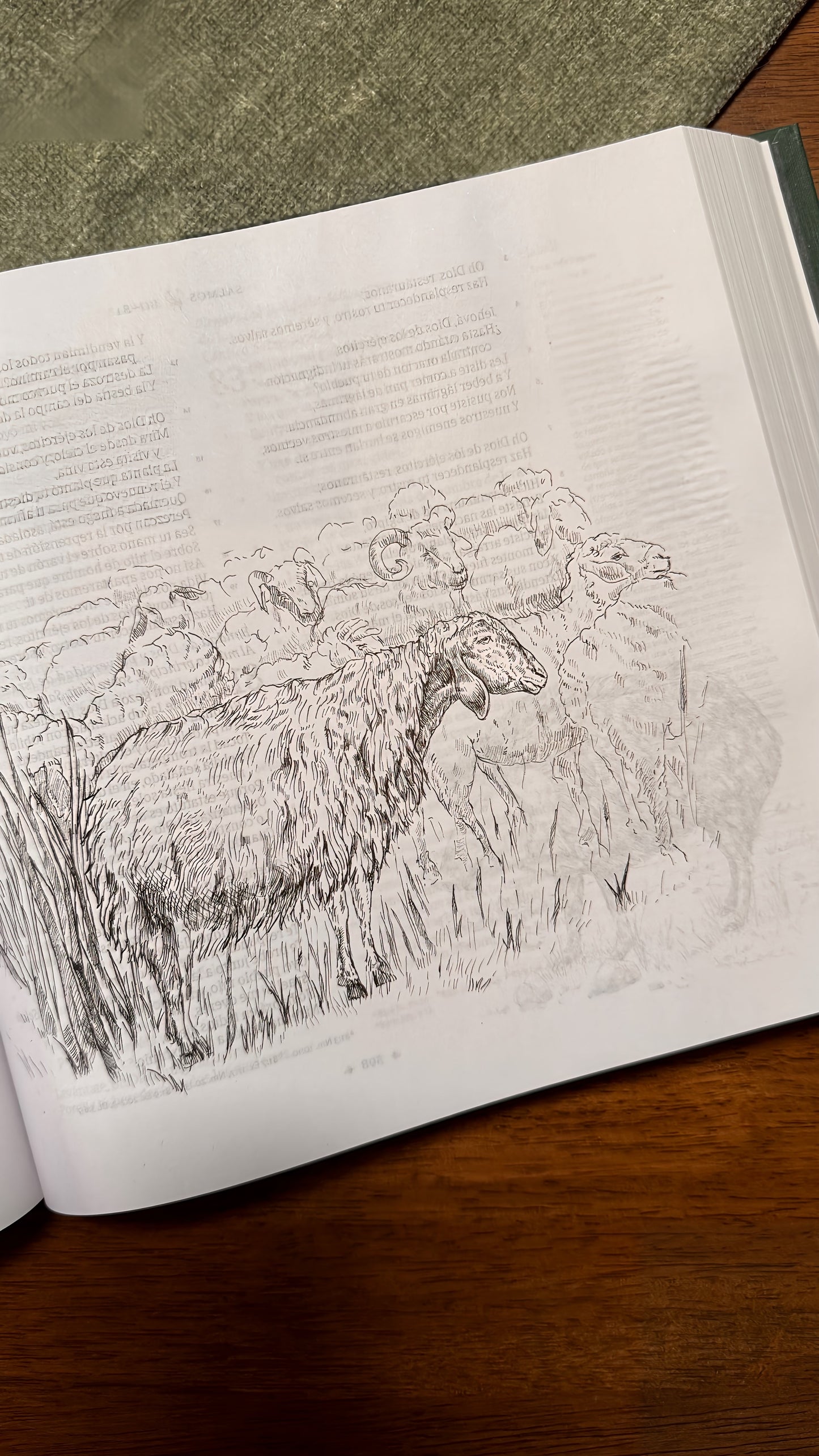 Biblia Ilustrada de La Creación